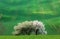 Blooming trees against green fields in spring in South Moravia