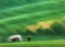 Blooming trees against green fields in spring in South Moravia