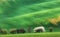 Blooming trees against green fields in spring in South Moravia