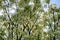 Blooming trees in Strunjan National Park in Slovenia