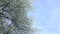 Blooming trees with white flowers and blue sky in spring