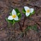 Blooming Trilliums