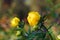 Blooming trollius in nature