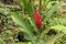 Blooming tropical plant called Red ginger with beautiful red-saturated flower and long green leaves in rainforest.