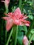 Blooming Tropical Red Torch Ginger Flower