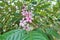 Blooming tropical tree kopsia fruticosa.