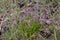 Blooming Tufted milkwort, Polygala comosa.Tufted milkwort Polygala comosa
