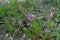 Blooming Tufted milkwort, Polygala comosa.Tufted milkwort Polygala comosa