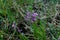 Blooming Tufted milkwort, Polygala comosa.Tufted milkwort Polygala comosa