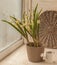 Blooming tulip botanical Turkestanica in a pot on the window