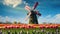 blooming tulip field with windmill