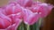 Blooming Tulip Flower Bud Open, Yellow Pollen on Core. Gardening. 4K. Close-up