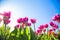 Blooming tulip flowers fields