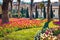 Blooming tulip flowers in the Gulhane Rosehouse park, Istanbul. Wonderful outdoor scenery in Turkey, Europe. Sunny spring scene