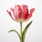 Blooming Tulip: Minimal Retouching With Floral Accents