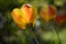 Blooming Tulip (Tulipa) with bicolor flower in the sunlight