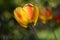 Blooming Tulip (Tulipa) with bicolor flower in the sunlight