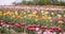 Blooming Tulips on Agriculture Field