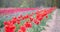 Blooming Tulips on Agriculture Field