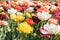 Blooming tulips field in Holland, springtime - beautiful floral green background