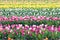 Blooming tulips field in Holland, springtime - beautiful floral green background