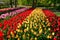 Blooming tulips flowerbed in Keukenhof flower garden, Netherland