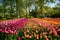 Blooming tulips flowerbed in Keukenhof flower garden, Netherland