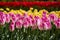 Blooming tulips flowerbed in Keukenhof flower garden, Netherland