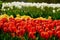 Blooming tulips flowerbed in Keukenhof flower garden, Netherland