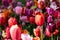 Blooming tulips flowerbed in Keukenhof flower garden, Netherland