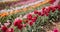 Blooming Tulips on Flowers Plantation Farm