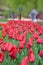 Blooming tulips in a park in Holland, near Amsterdam. Spring. A photo.