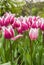 Blooming tulips Triumph cultivar group