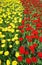 Blooming tulips of yellow and red in two vertical lines