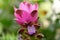 Blooming Turmeric or Siamese Tulip Latin - Curcuma alismatifolia