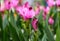 Blooming Turmeric or Siamese Tulip Latin - Curcuma alismatifolia