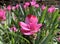 Blooming Turmeric or Siamese Tulip Latin - Curcuma alismatifolia