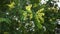 Blooming twig acacia with beautiful yellow flowers moves in the wind