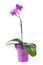 Blooming twig of fuchsia orchid in purple flower pot isolated.