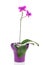 Blooming twig of fuchsia orchid in purple flower pot isolated.