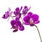 Blooming twig of purple orchid isolated on white background.