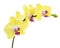 Blooming twig of yellow purple orchid isolated on white background.