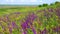 Blooming Ukrainian steppe, purple sage flowers among wild herbs. Salvia pratensis the meadow clary or meadow sage