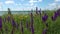 Blooming Ukrainian steppe, purple sage flowers among wild herbs. Salvia pratensis the meadow clary or meadow sage