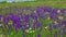 Blooming Ukrainian steppe, purple sage flowers among wild herbs. Salvia pratensis the meadow clary or meadow sage