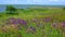 Blooming Ukrainian steppe, purple sage flowers among wild herbs. Salvia pratensis the meadow clary or meadow sage