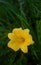 Blooming unusual yellow mini daylilies, grown on a home flower bed.