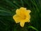 Blooming unusual yellow mini daylilies, grown on a home flower bed.