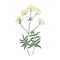 Blooming valerian flowers isolated on white background. Elegant drawing of wild perennial flowering plant or wildflower