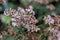 Blooming valerian garden in a cloudy day